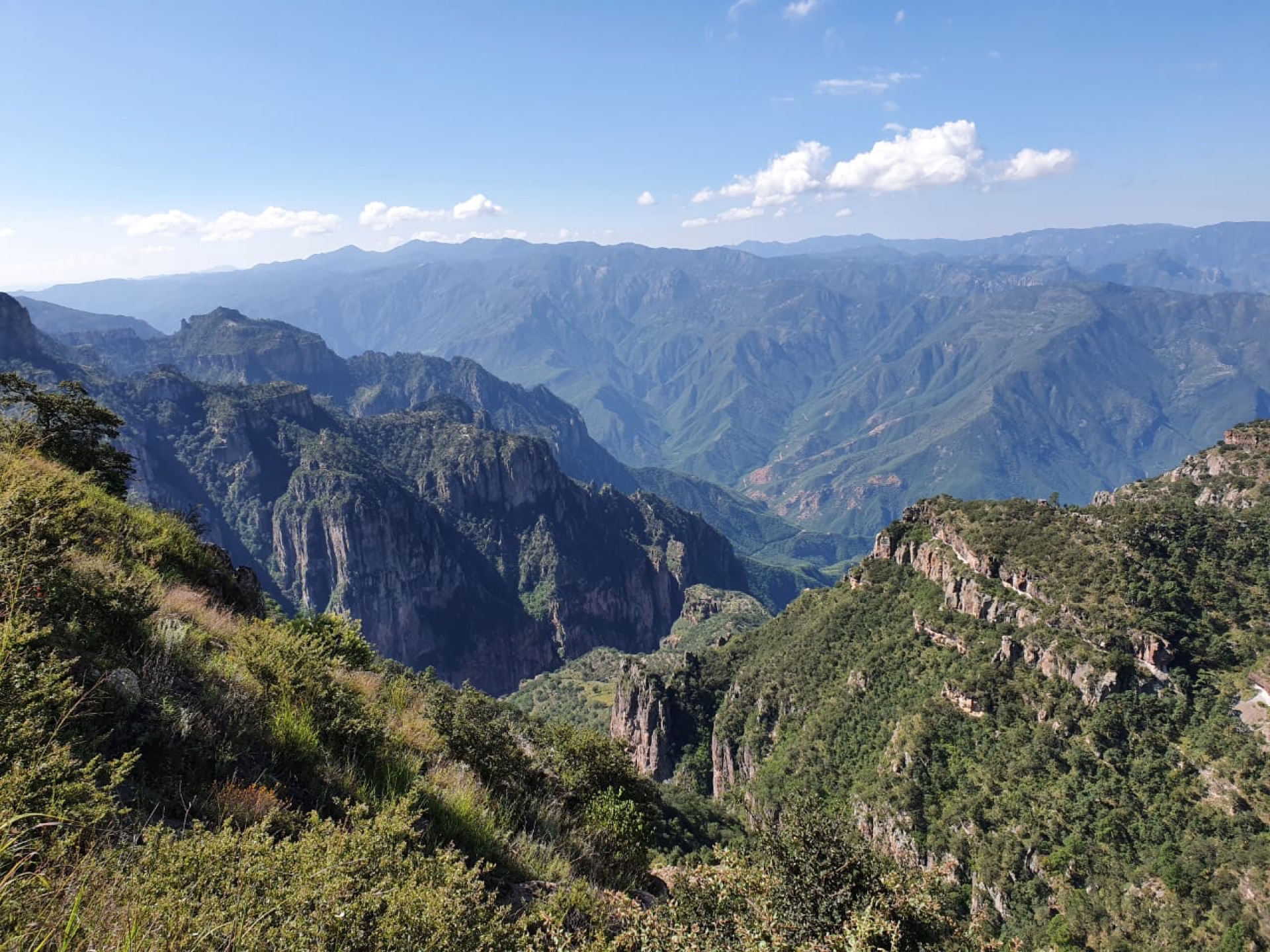 Copper Canyon Chihuahua